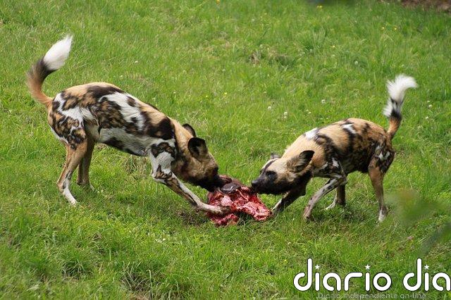 Compartir con perros carne sobrante propició su rápida domesticación