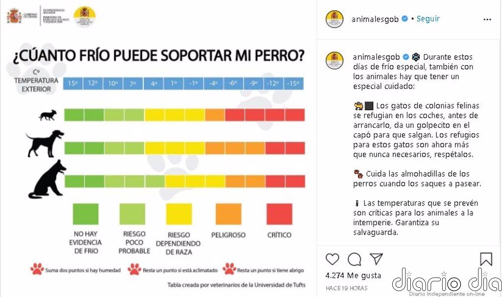 ¿Cuánto frío puede aguantar un perro? Esta tabla puede servir de guía orientativa