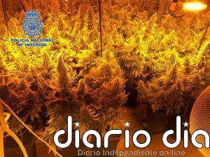 Dos detenidos por secuestrar a un hombre durante 15 días para que cuidase de un cultivo de marihuana en Almería