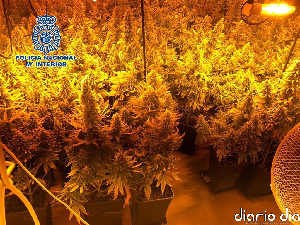 Dos detenidos por secuestrar a un hombre durante 15 días para que cuidase de un cultivo de marihuana en Almería