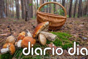 Campisábalos se suma a otros pueblos y crea una ordenanza de recogida de setas que beneficia a sus vecinos