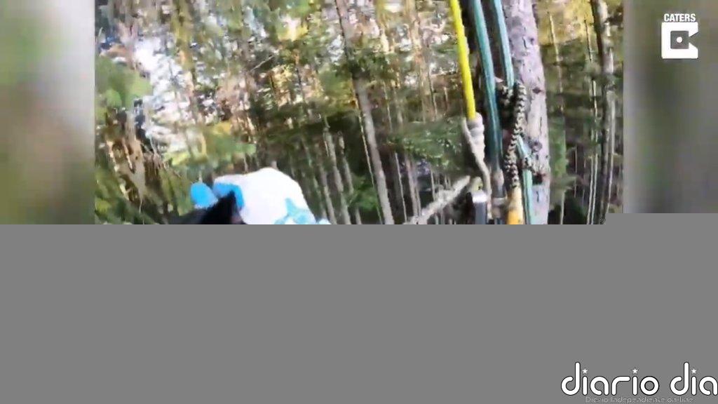 Canopy Cat Rescue, el grupo de rescate sin ánimo de lucro que se sube a los árboles para rescatar a los gatos