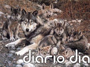 Cantabria, Asturias, Galicia y Castilla y León coordinarán en un comité el desarrollo de sus planes de gestión del lobo