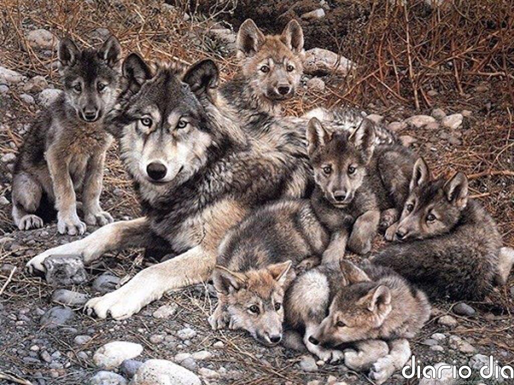 Cantabria, Asturias, Galicia y Castilla y León coordinarán en un comité el desarrollo de sus planes de gestión del lobo