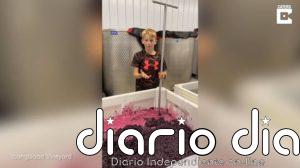 Conoce a Wyatt Youngblood, de 12 años, un premiado productor de vino que colabora en la bodega de su familia