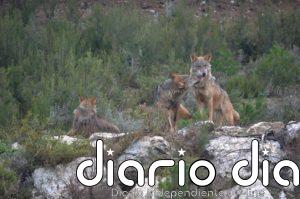 CyL ofrece ejemplares de lobo para repoblar zonas donde se ha extinguido y defiende la gestión de "éxito" en el Norte