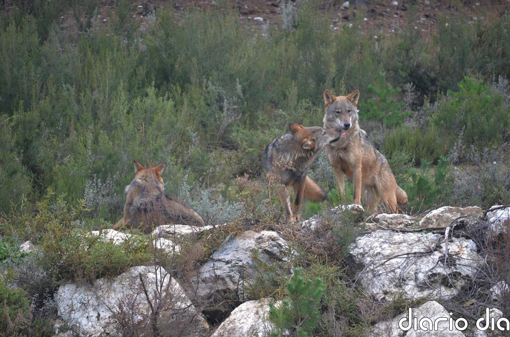 CyL ofrece ejemplares de lobo para repoblar zonas donde se ha extinguido y defiende la gestión de "éxito" en el Norte