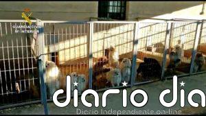 Detenidos el responsable de un criadero de perros y un veterinario por cortar las cuerdas vocales a los animales