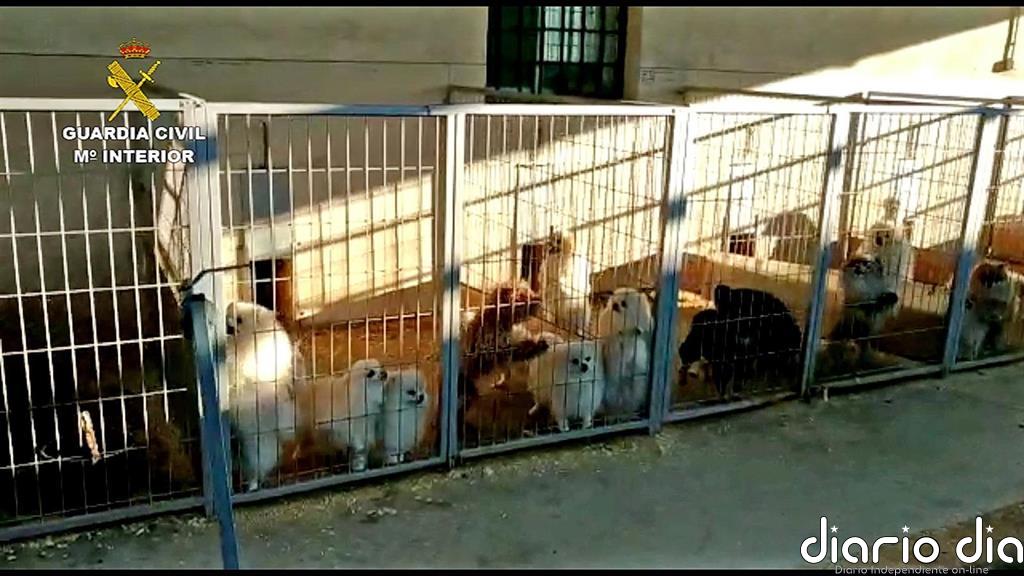 Detenidos el responsable de un criadero de perros y un veterinario por cortar las cuerdas vocales a los animales