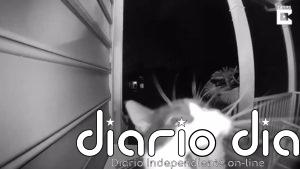 ¡Ding Dong!: Este gato utiliza el timbre de una casa para que su dueña le abra la puerta