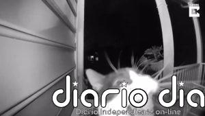 ¡Ding Dong!: Este gato utiliza el timbre de una casa para que su dueña le abra la puerta