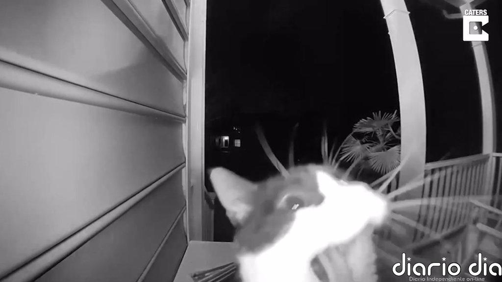 ¡Ding Dong!: Este gato utiliza el timbre de una casa para que su dueña le abra la puerta
