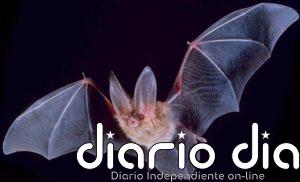 El cambio climático puede haber impulsado la aparición del SARS-CoV-2