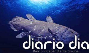 El celacanto no es un fósil viviente pese a su apariencia