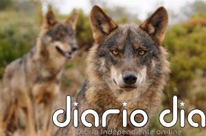 El Estado entiende las quejas de CCAA pero "no hay vuelta atrás" en la protección del lobo