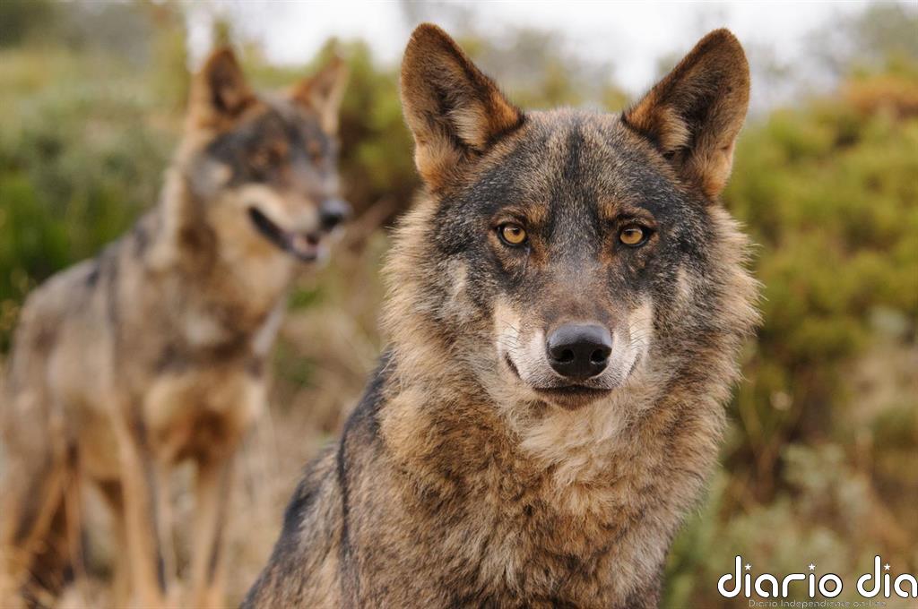 El Estado entiende las quejas de CCAA pero "no hay vuelta atrás" en la protección del lobo