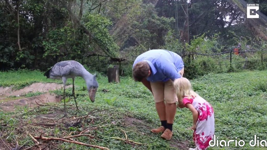 El "hipogrifo" de Harry Potter de la vida real existe, se llama Sushi, es una cigüeña, y vive en Uganda
