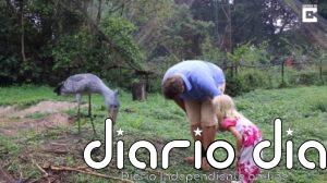 El "hipogrifo" de Harry Potter de la vida real existe, se llama Sushi, es una cigüeña, y vive en Uganda