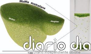 El secreto genético de la planta que dobla tamaño en un día