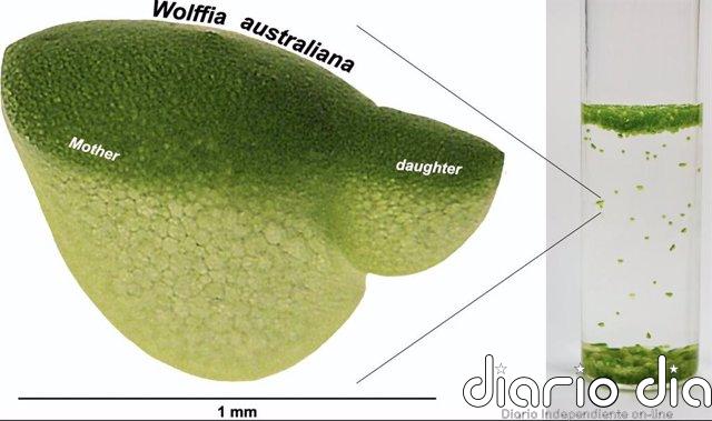 El secreto genético de la planta que dobla tamaño en un día La diminuta planta acuática Wolffia, también conocida como lenteja de agua, es la planta de crecimiento más rápido conocida.