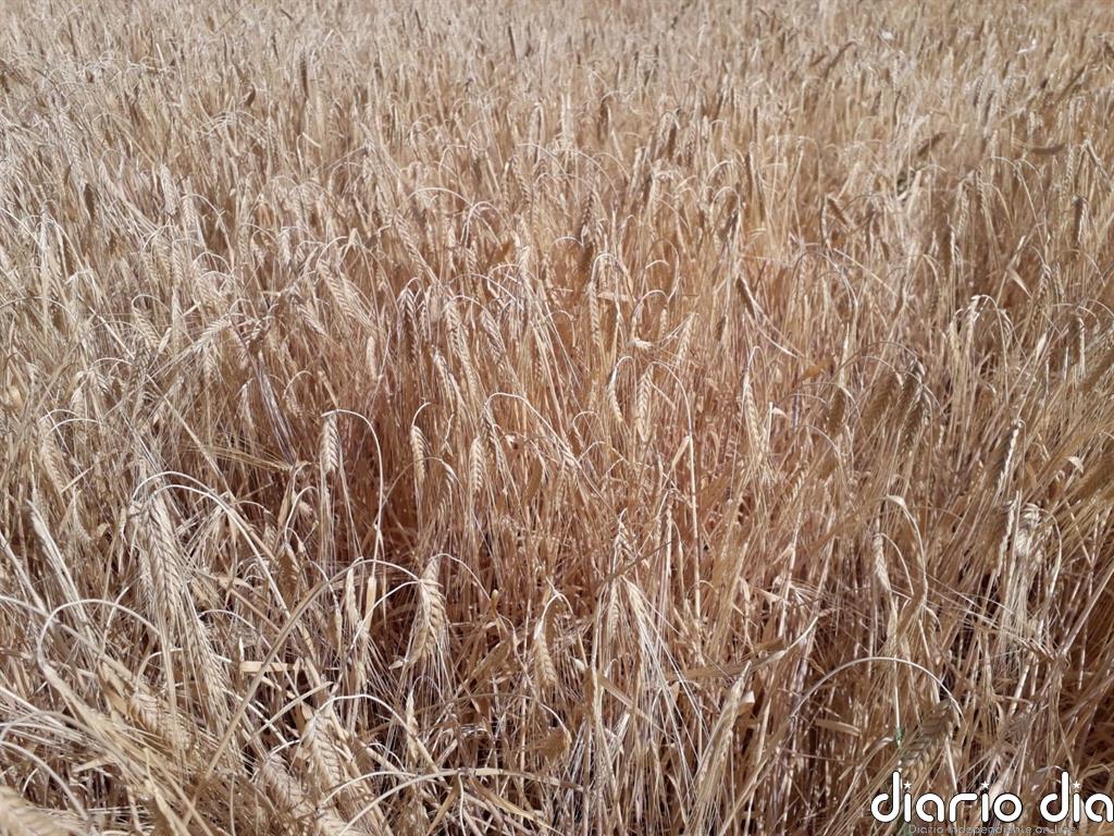 El seguro agrario bate récords en 2020 tras superar la marca histórica de capital asegurado