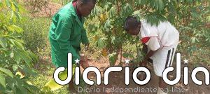 Agricultores de Kenia soportan insumos falsificados y regulación de preciada legumbre