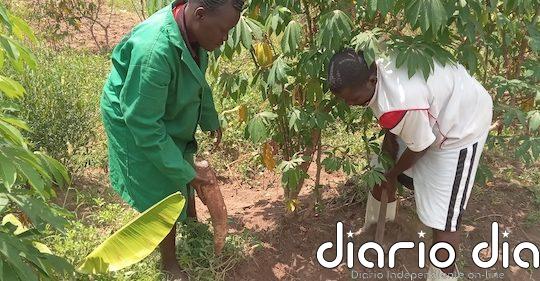 Agricultores de Kenia soportan insumos falsificados y regulación de preciada legumbre