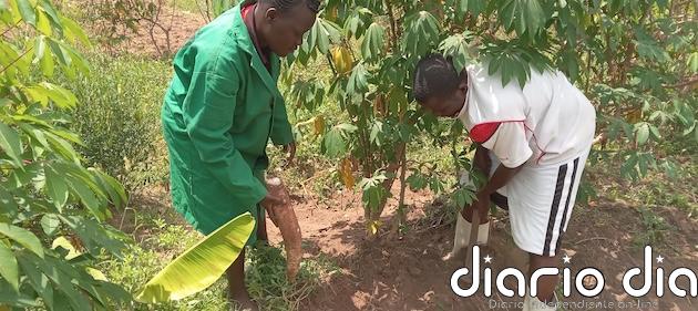 Agricultores de Kenia soportan insumos falsificados y regulación de preciada legumbre