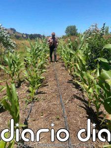 Agricultura sintrópica: darle fertilidad y productividad a un suelo empobrecido