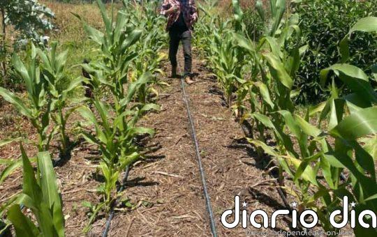 Agricultura sintrópica: darle fertilidad y productividad a un suelo empobrecido