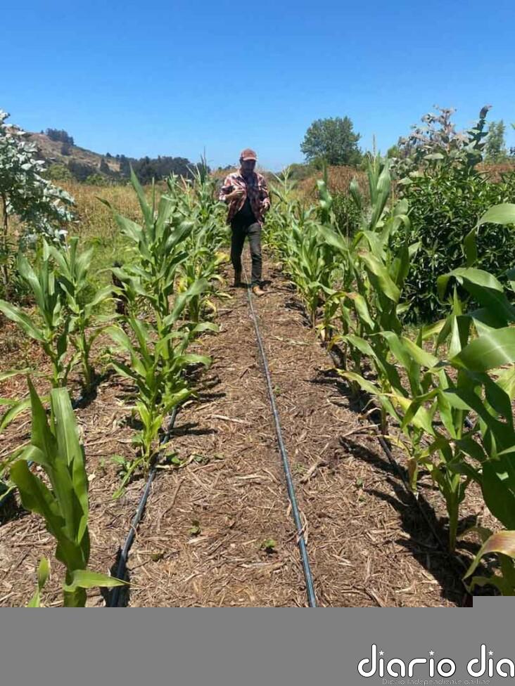 Agricultura sintrópica: darle fertilidad y productividad a un suelo empobrecido