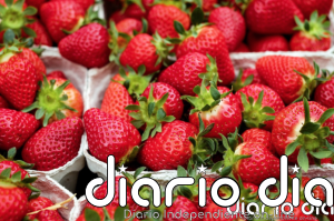 Alerta alimentaria por la detección de Hepatitis A en fresas procedentes de Marruecos - Agencia de Noticias