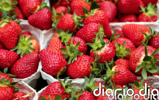 Alerta alimentaria por la detección de Hepatitis A en fresas procedentes de Marruecos - Agencia de Noticias