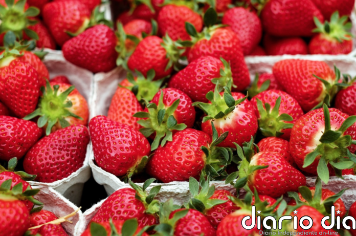 Alerta alimentaria por la detección de Hepatitis A en fresas procedentes de Marruecos - Agencia de Noticias