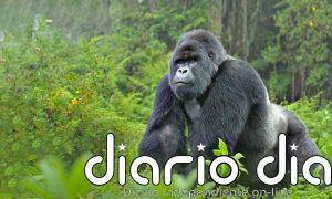 Catastrófica disminución en especies de vida silvestre