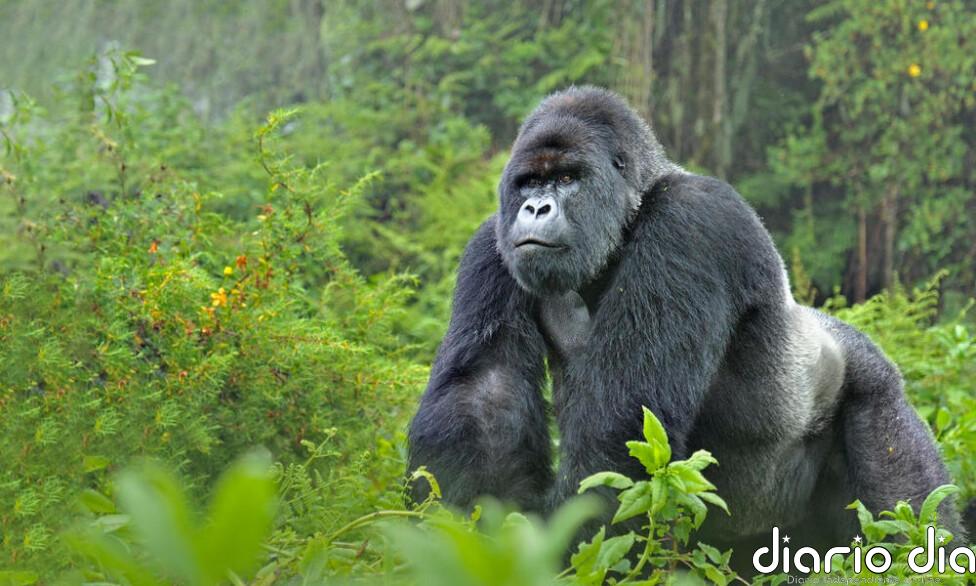 Catastrófica disminución en especies de vida silvestre