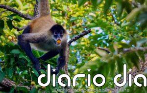 El consumo de alcohol entre animales puede no ser tan raro