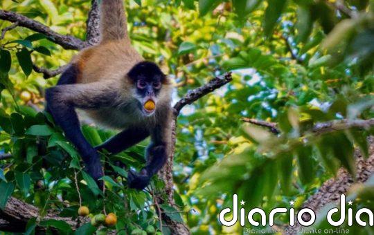 El consumo de alcohol entre animales puede no ser tan raro