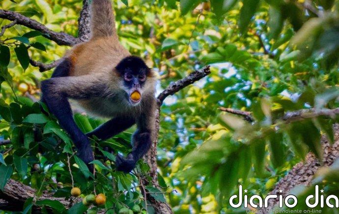 El consumo de alcohol entre animales puede no ser tan raro