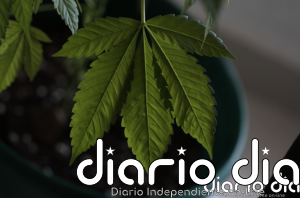 El Ministerio de Sanidad inicia el trámite para regular el cannabis medicinal - Agencia de Noticias