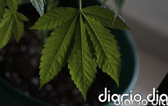 El Ministerio de Sanidad inicia el trámite para regular el cannabis medicinal - Agencia de Noticias