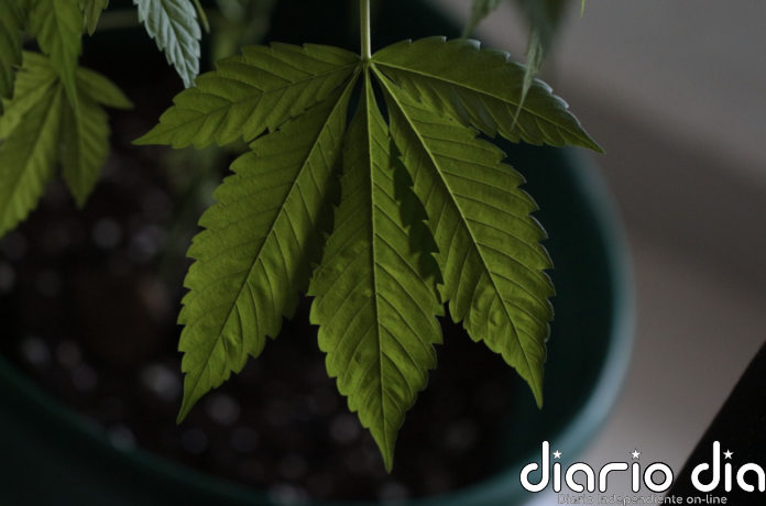 El Ministerio de Sanidad inicia el trámite para regular el cannabis medicinal - Agencia de Noticias