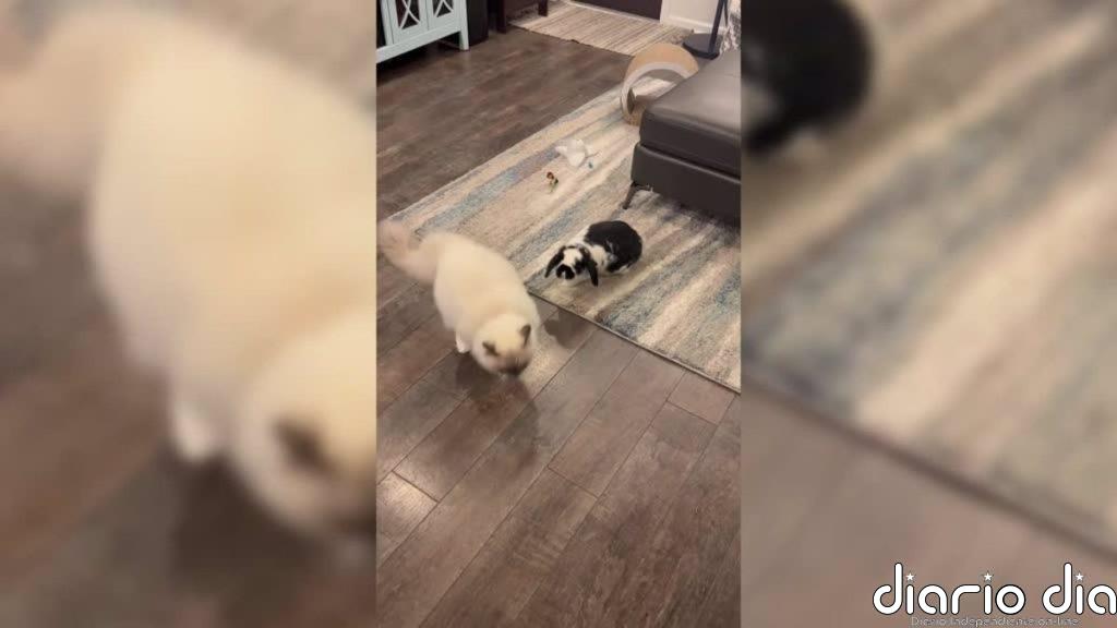 El mundo al revés: este conejo persigue a un gato