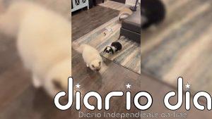 El mundo al revés: este conejo persigue a un gato