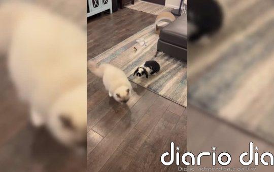 El mundo al revés: este conejo persigue a un gato