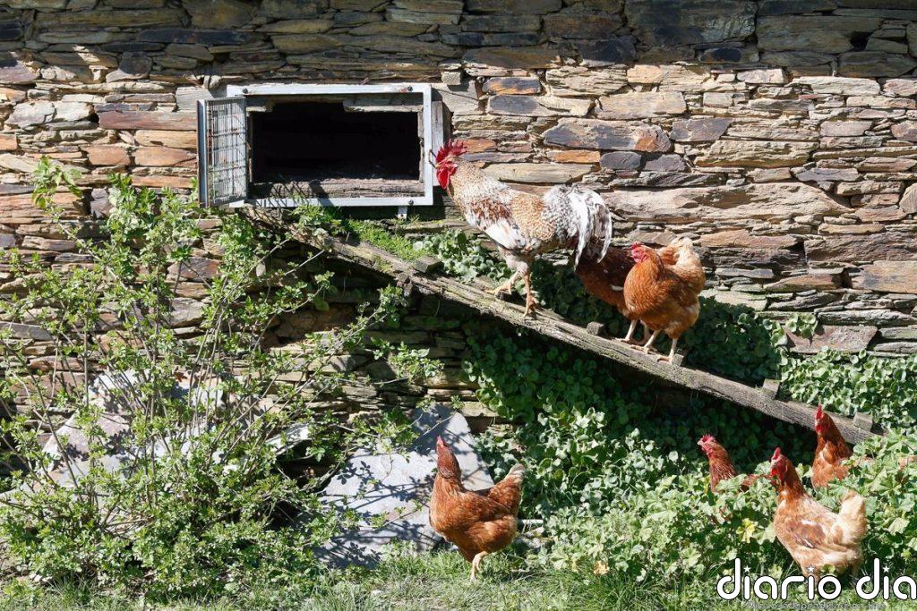 La curiosa razón relacionada con Julio César por la que el gallo es el símbolo de Francia