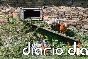 La curiosa razón relacionada con Julio César por la que el gallo es el símbolo de Francia