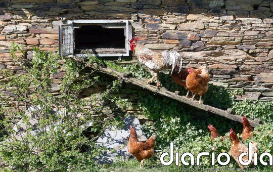 La curiosa razón relacionada con Julio César por la que el gallo es el símbolo de Francia