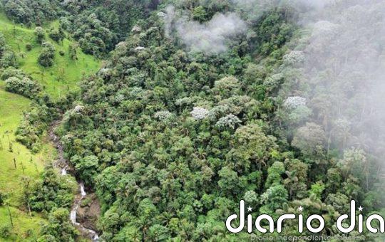 La extinción masiva en un bosque nuboso ecuatoriano fue un espejismo