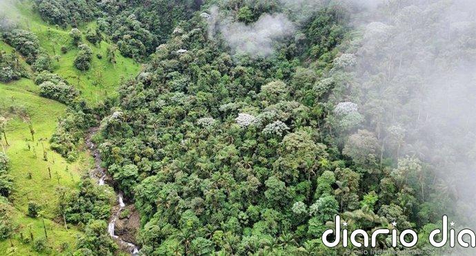 Una extinción masiva en un bosque nuboso ecuatoriano fue un espejismo Imagen aérea de tierras de cultivo para ganado lechero junto a una zona de bosque sobreviviente.